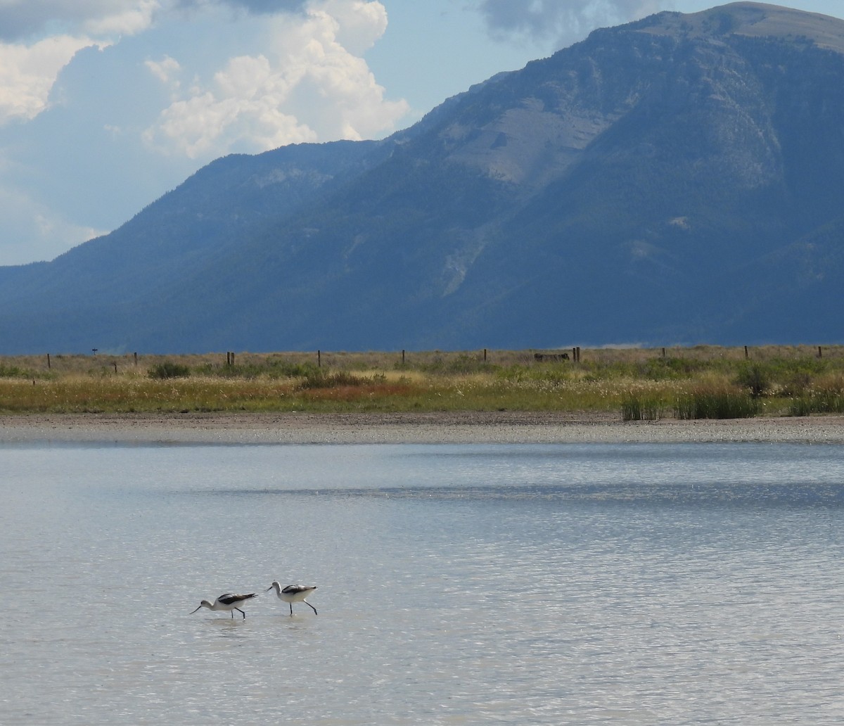 Avoceta Americana - ML608711050