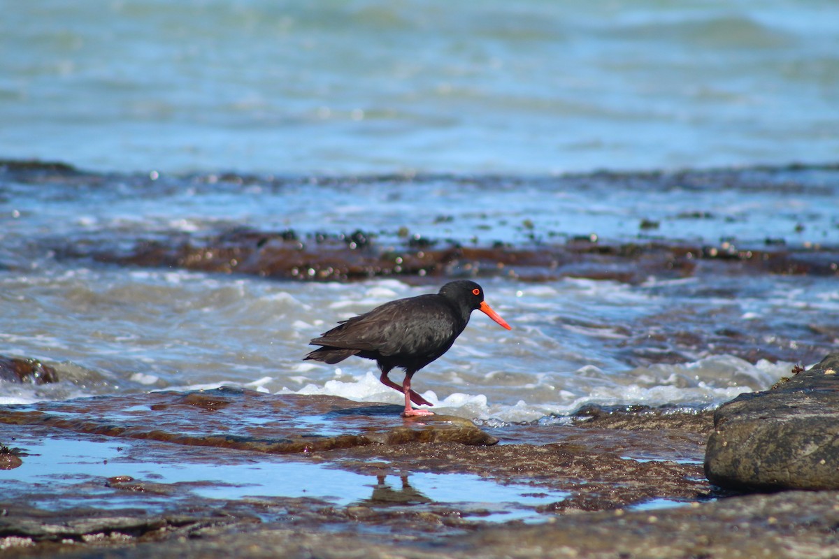 Sooty Oystercatcher - ML608711082