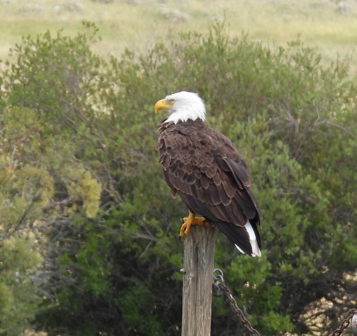 Bald Eagle - Karen Roll