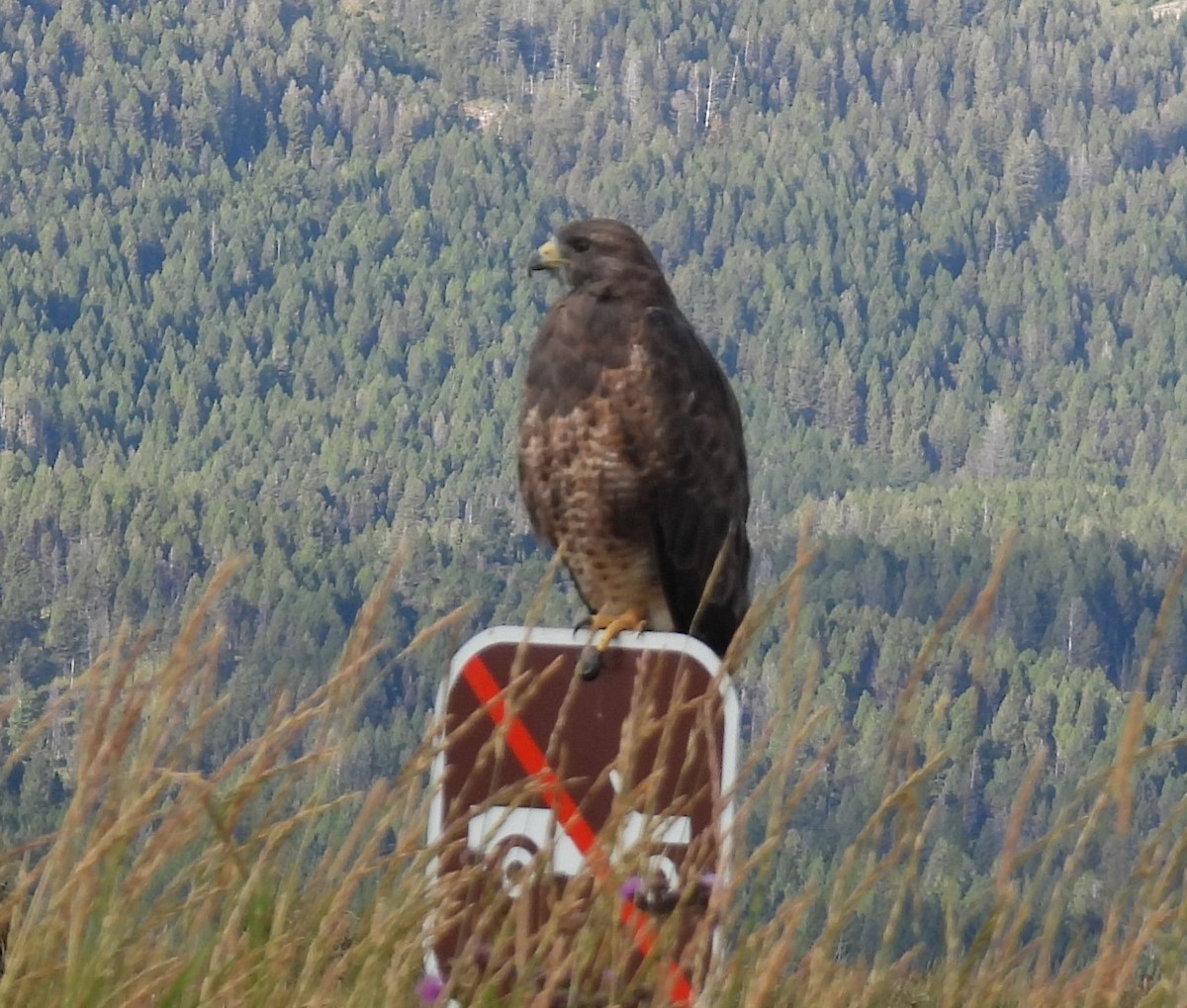 Swainson's Hawk - ML608711103