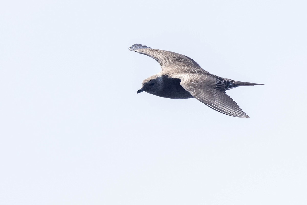 Long-tailed Jaeger - Doug Gochfeld