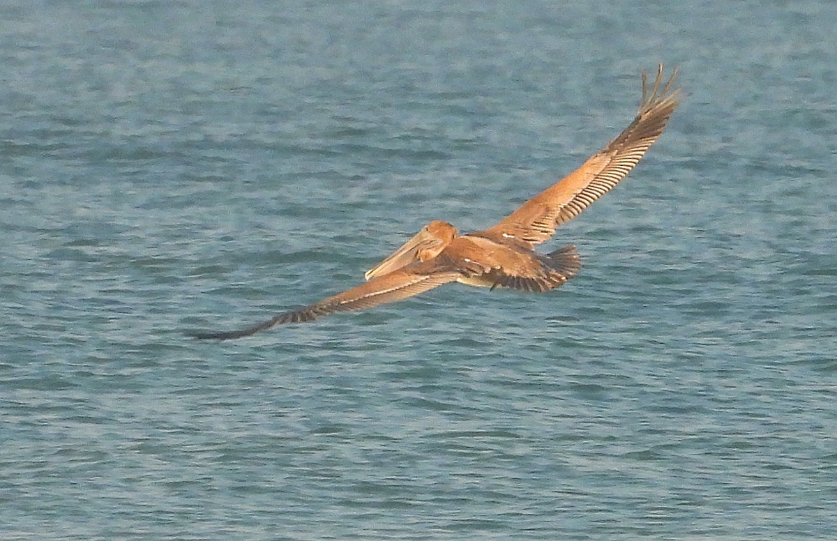 Brown Pelican - ML608711169