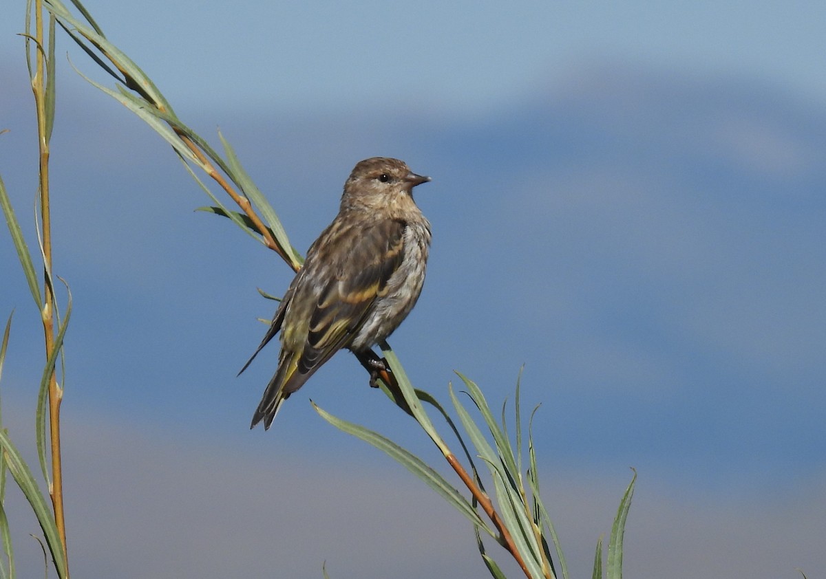 Pine Siskin - ML608711188