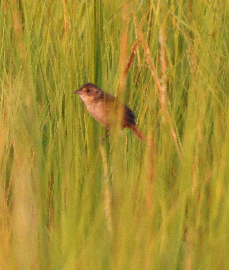 Seaside Sparrow - ML608711198