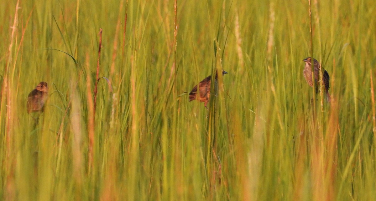 Seaside Sparrow - ML608711200