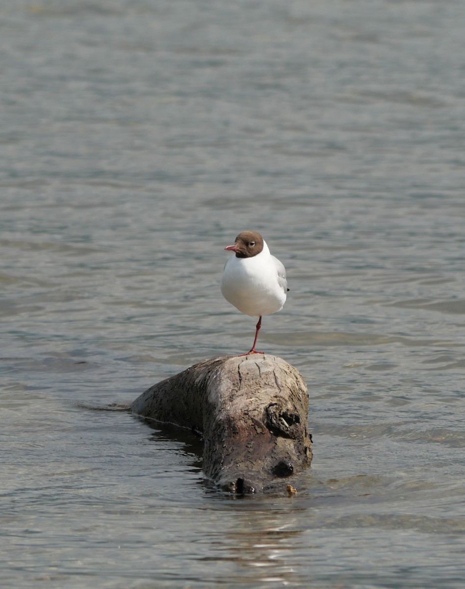 Mouette rieuse - ML608711203