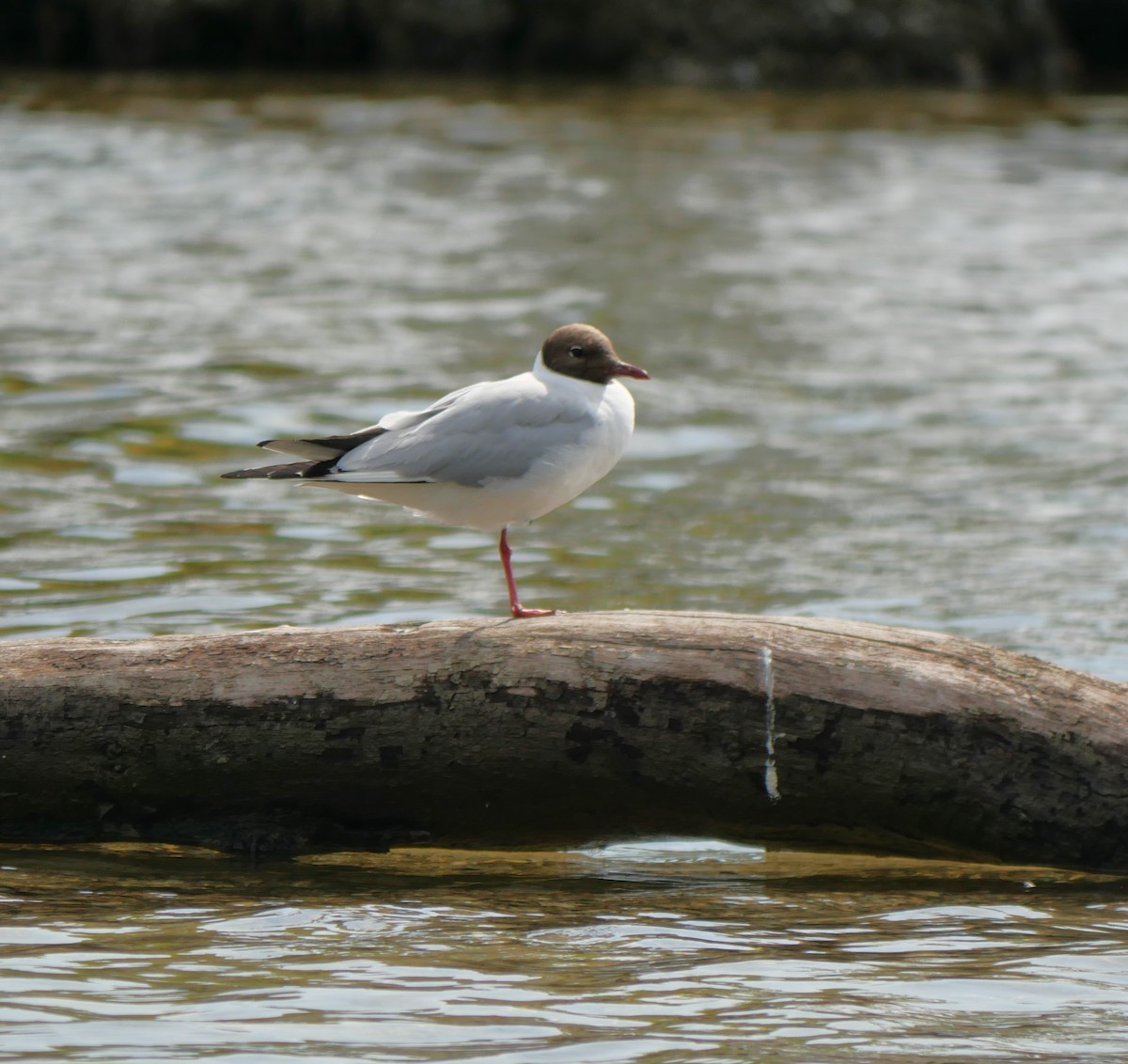 Mouette rieuse - ML608711205