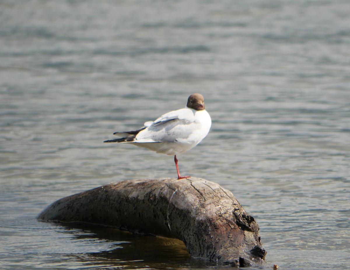 Mouette rieuse - ML608711206