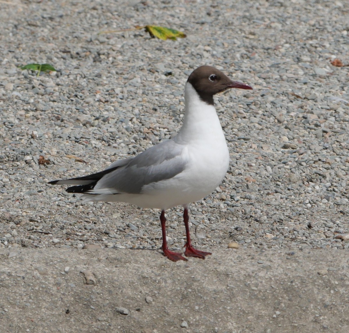 Mouette rieuse - ML608711207