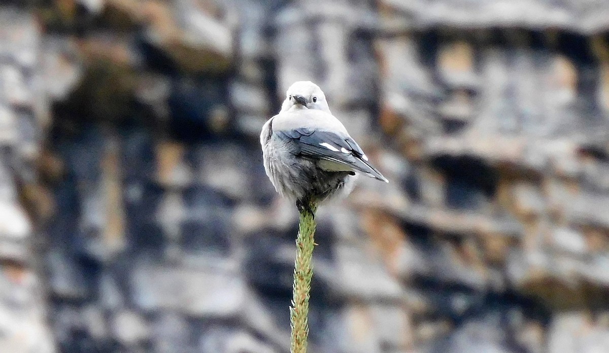 Clark's Nutcracker - ML608711229