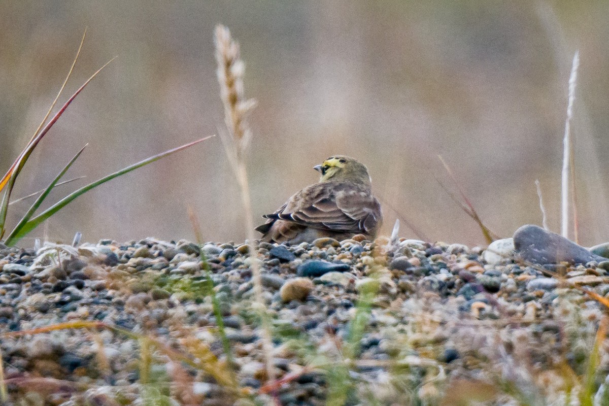 Horned Lark - ML608711305