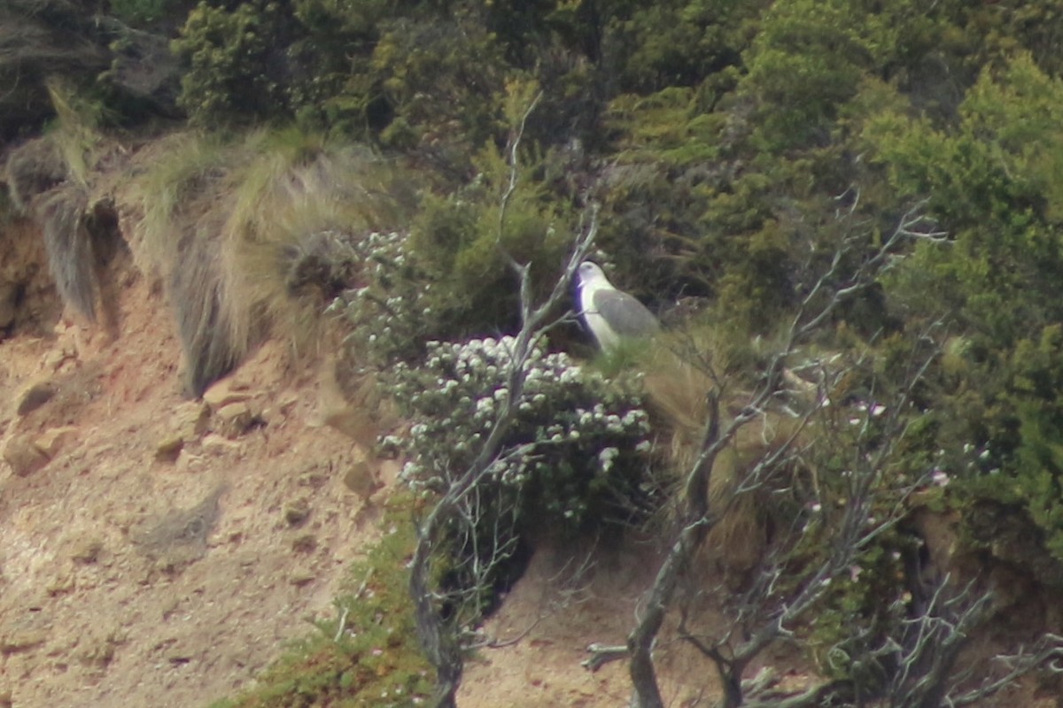 White-bellied Sea-Eagle - ML608711376