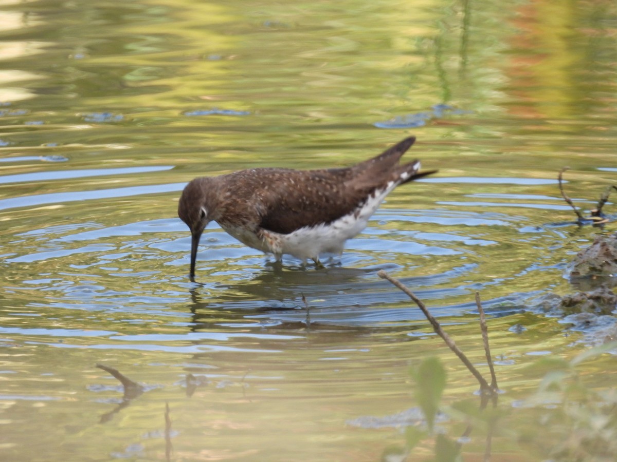 Solitary Sandpiper - Eunice Benko @bahianaii