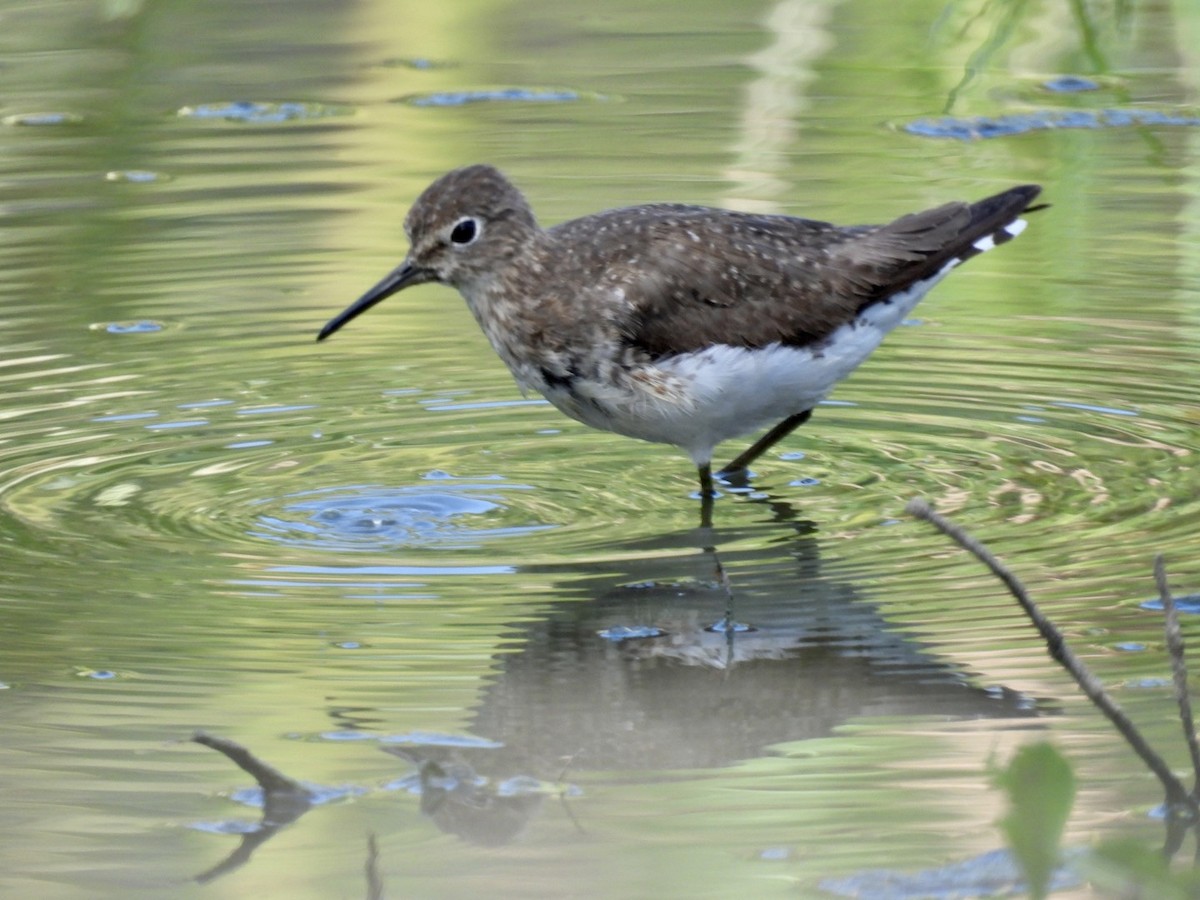 Solitary Sandpiper - Eunice Benko @bahianaii