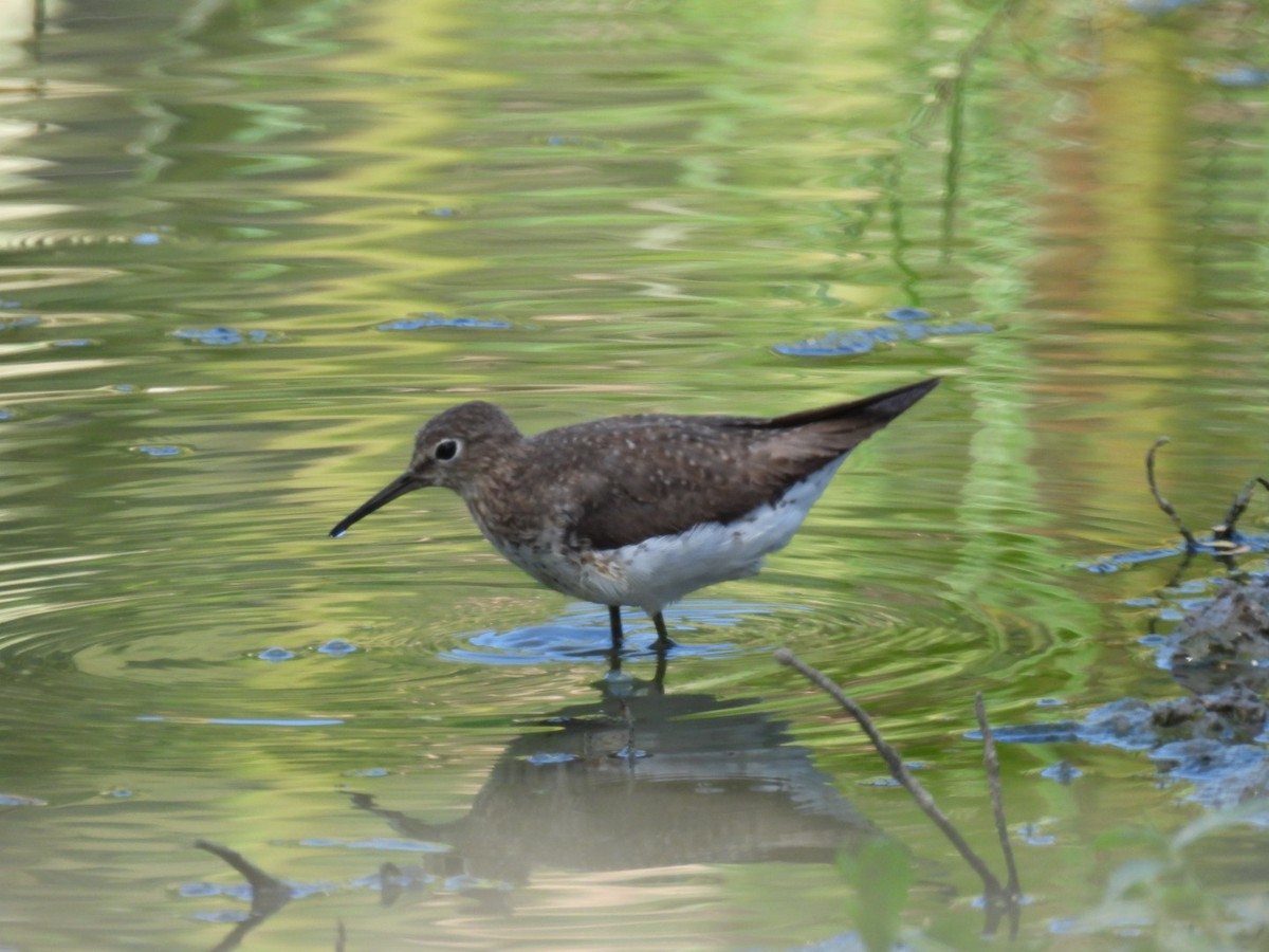 Solitary Sandpiper - Eunice Benko @bahianaii