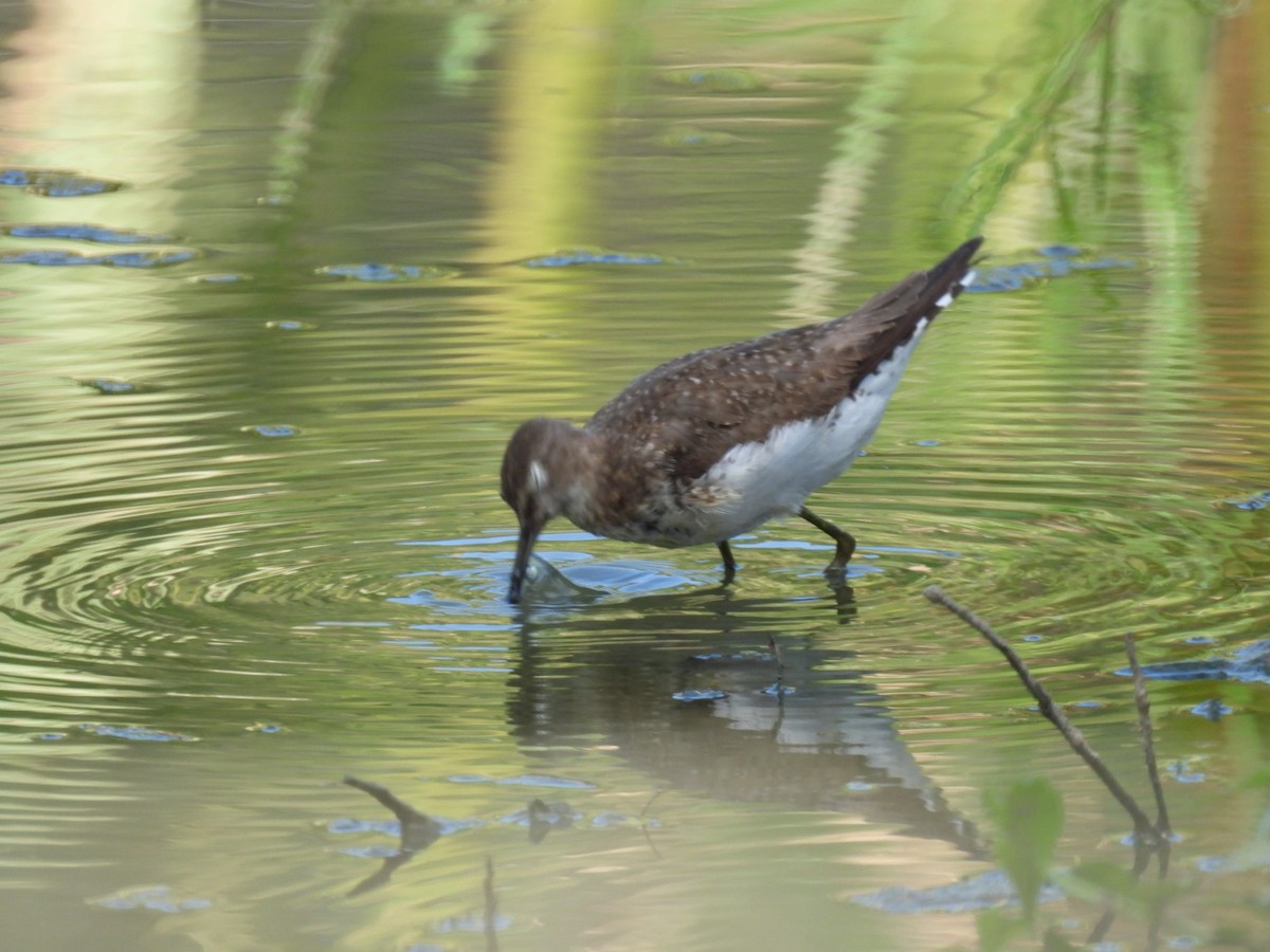 Solitary Sandpiper - Eunice Benko @bahianaii