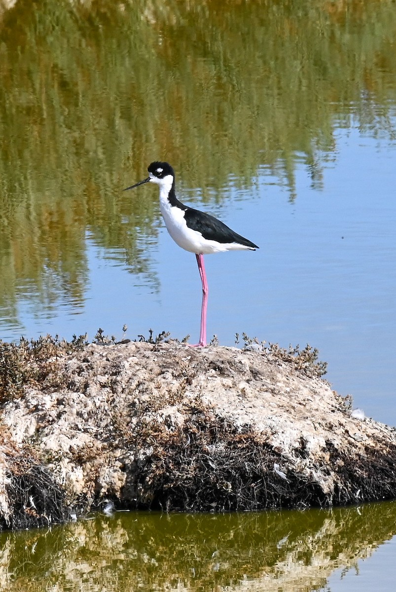 Black-necked Stilt - ML608711540