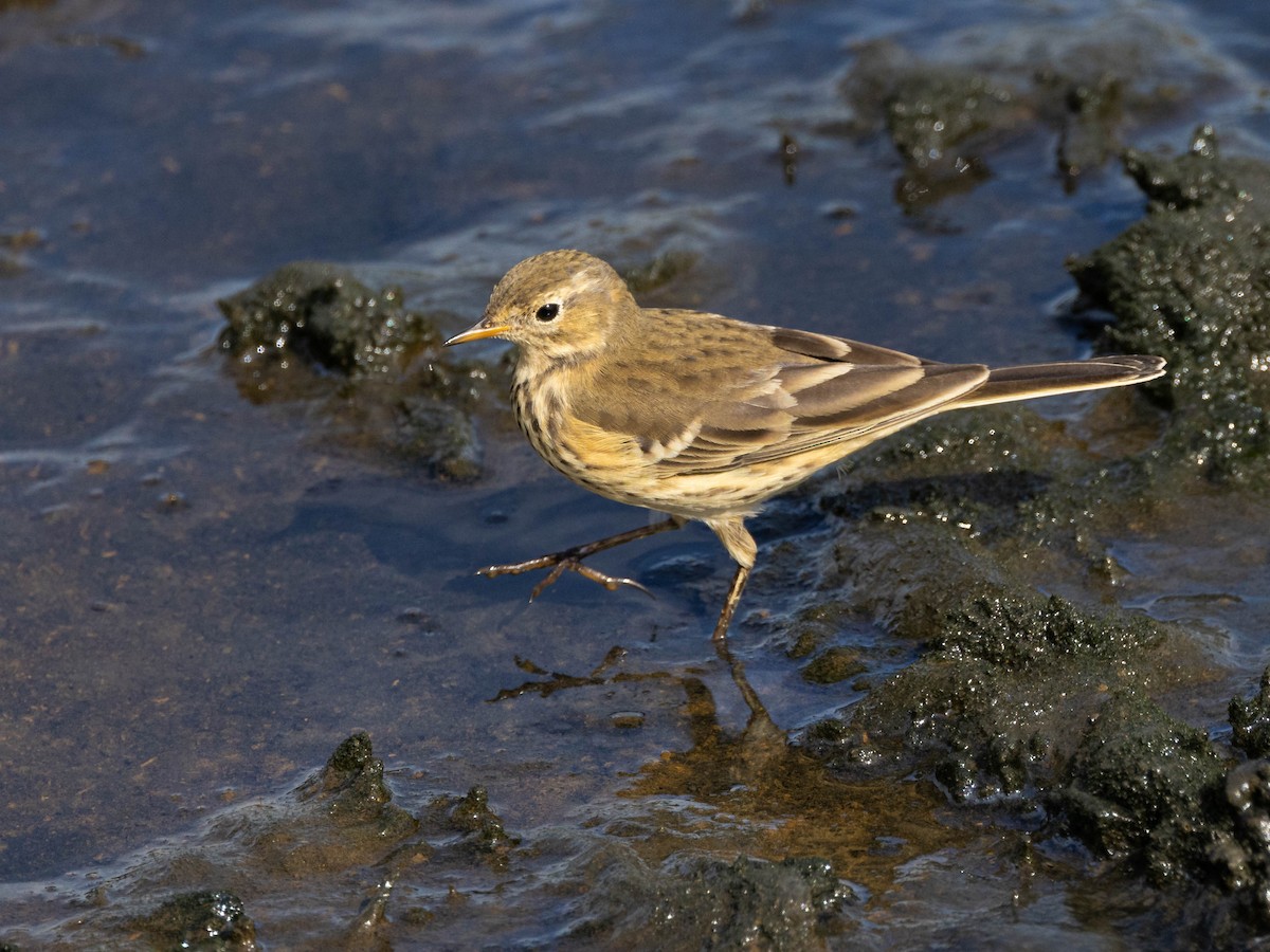American Pipit - Andy DeBroux