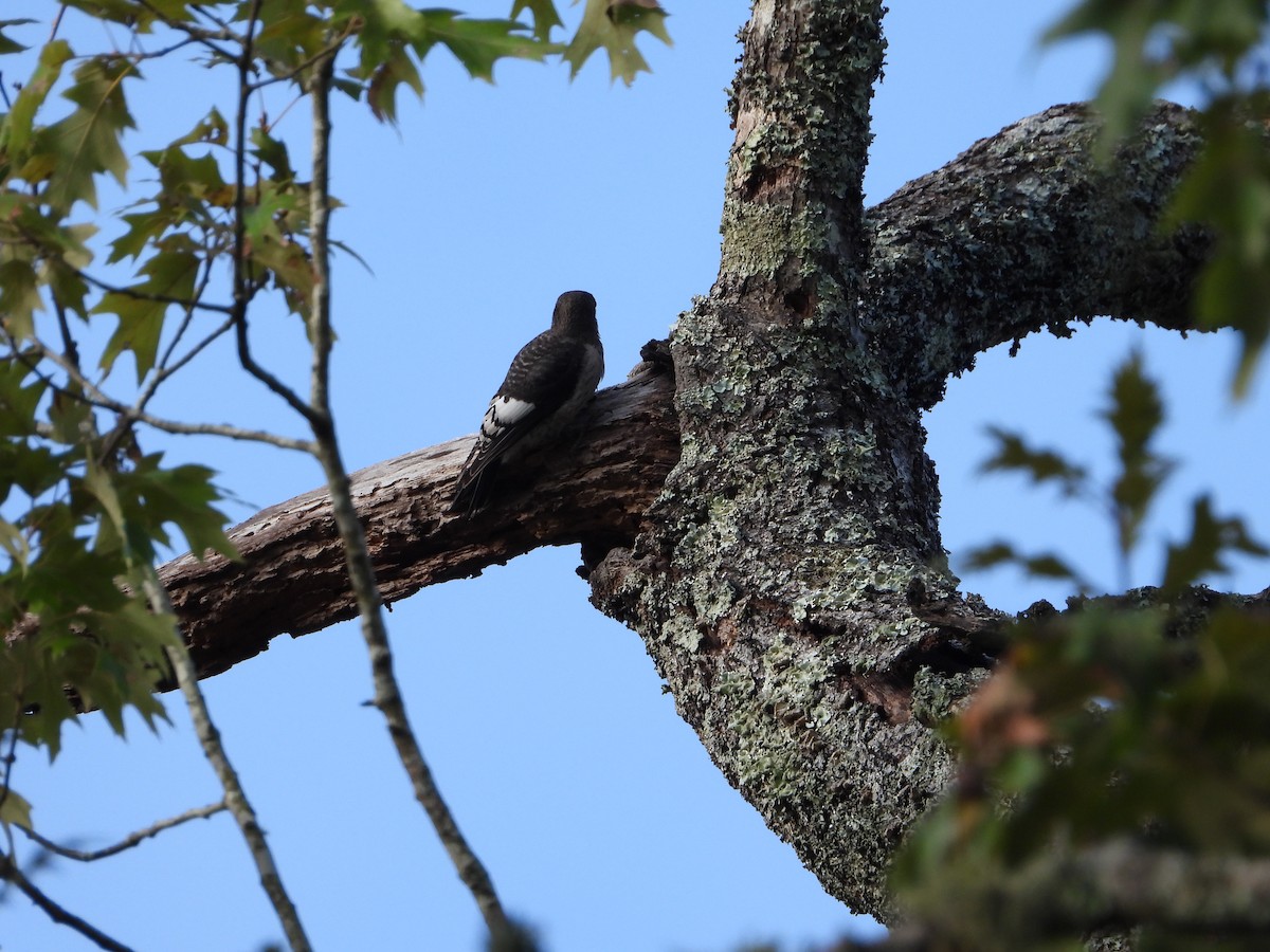 Red-headed Woodpecker - ML608711582