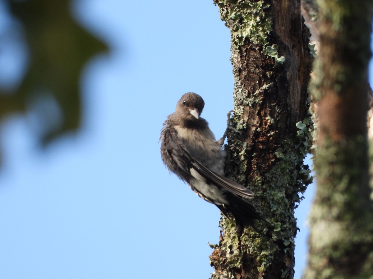 Red-headed Woodpecker - ML608711583