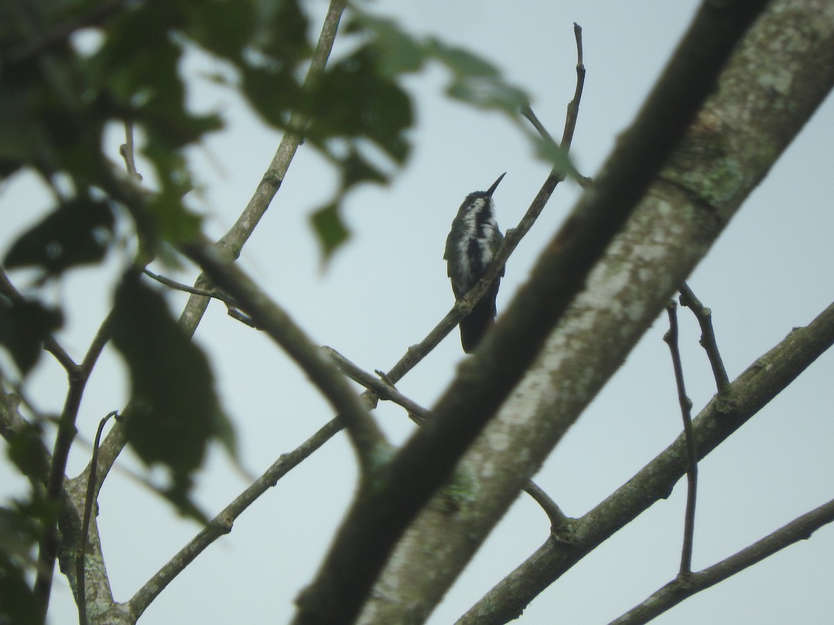 kolibřík tropický - ML608711603