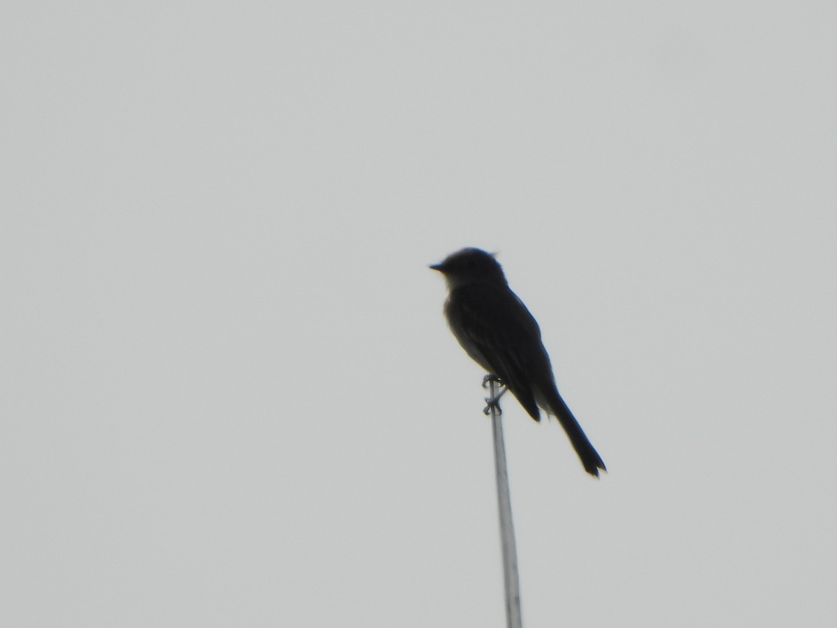 Eastern Phoebe - Tate Putman