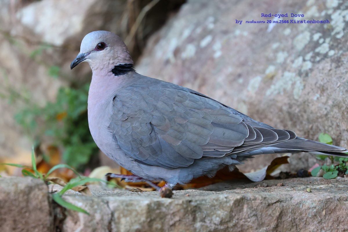 Red-eyed Dove - Argrit Boonsanguan