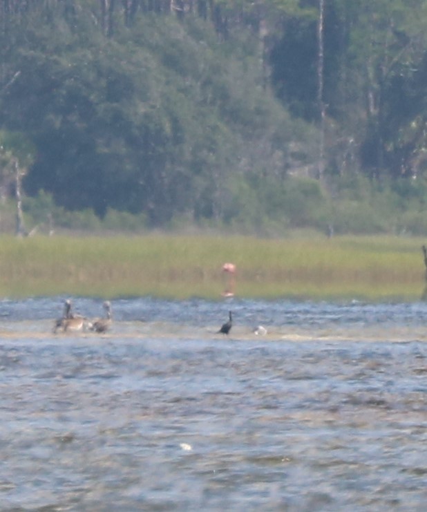 American Flamingo - adam zions