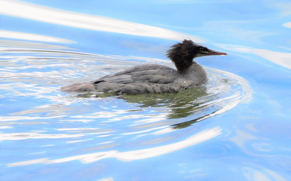 Common Merganser - Alfred Scott