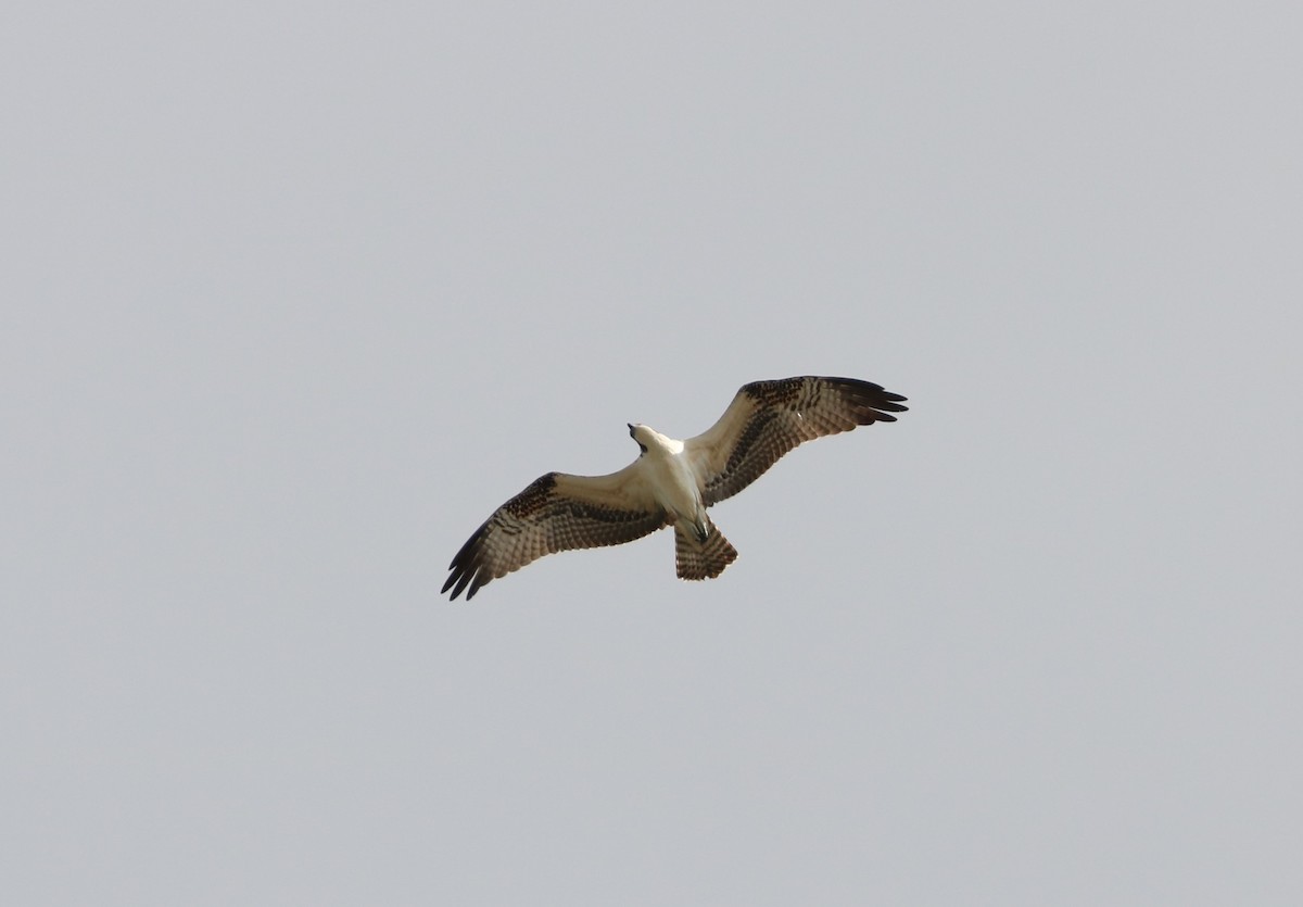 Águila Pescadora - ML608711686