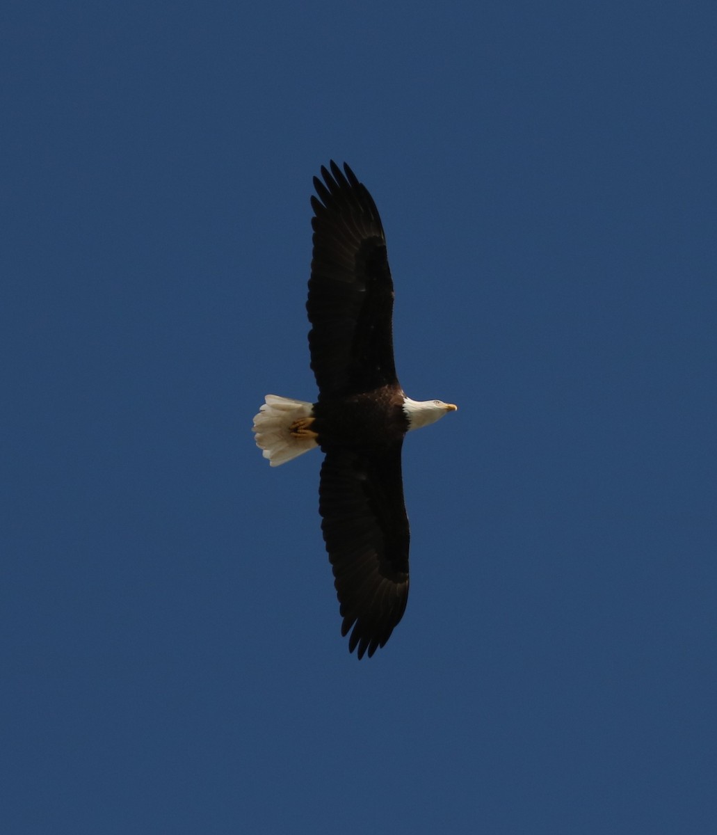 Bald Eagle - adam zions