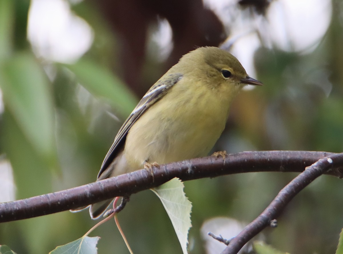 Blackpoll Warbler - ML608711842