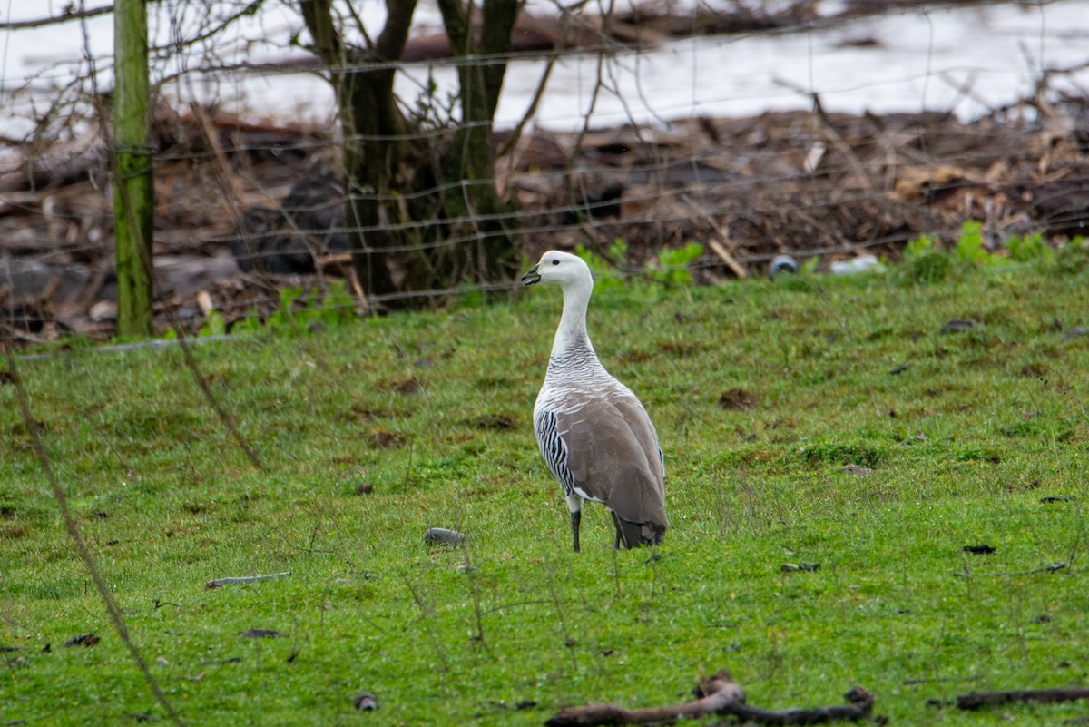 Upland Goose - ML608711847