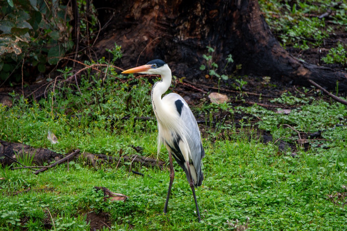 Cocoi Heron - Sebastián Acevedo