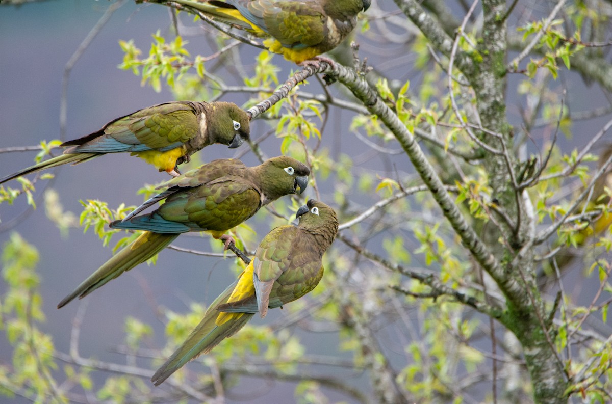 Burrowing Parakeet - Sebastián Acevedo