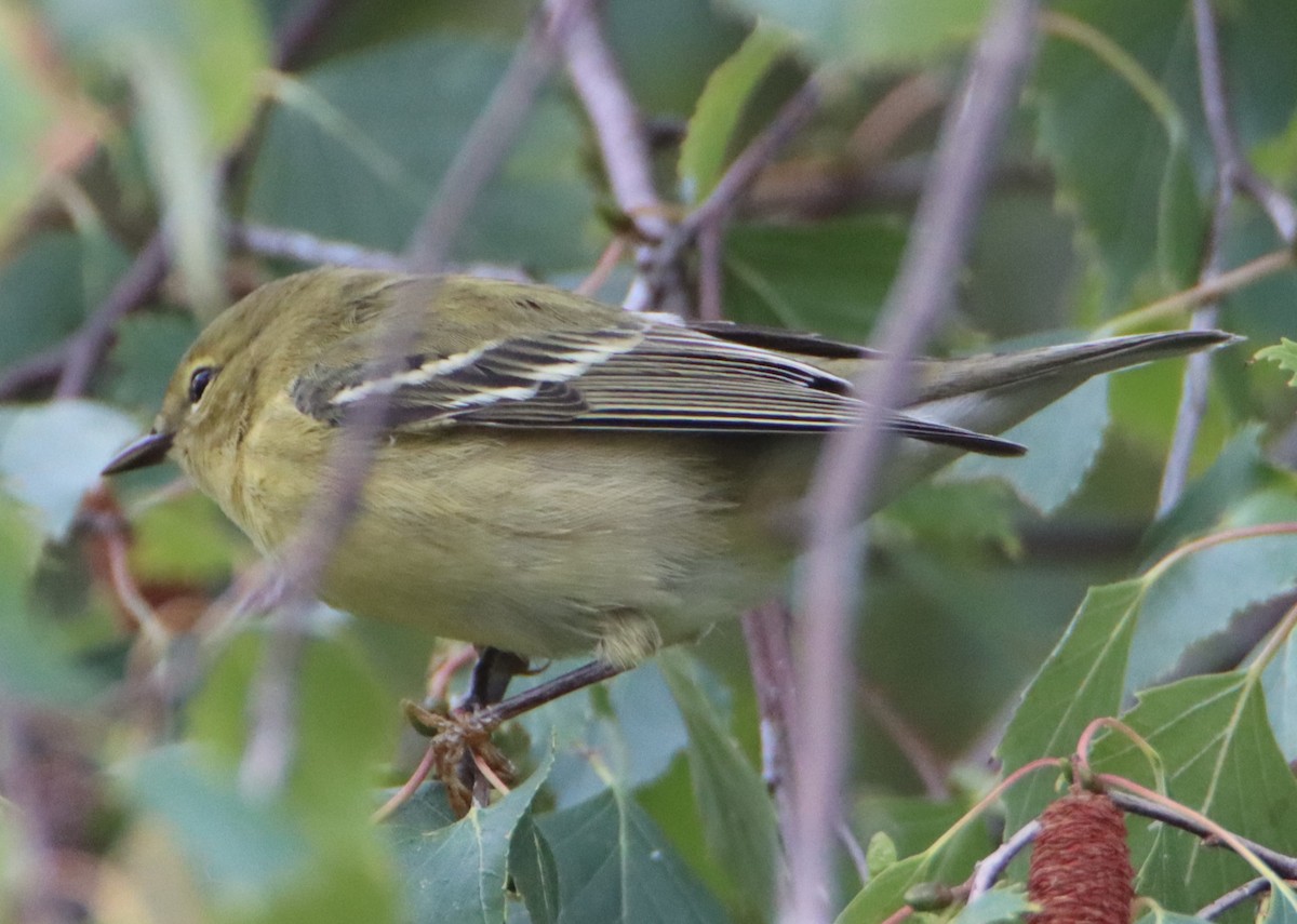 Blackpoll Warbler - ML608711909