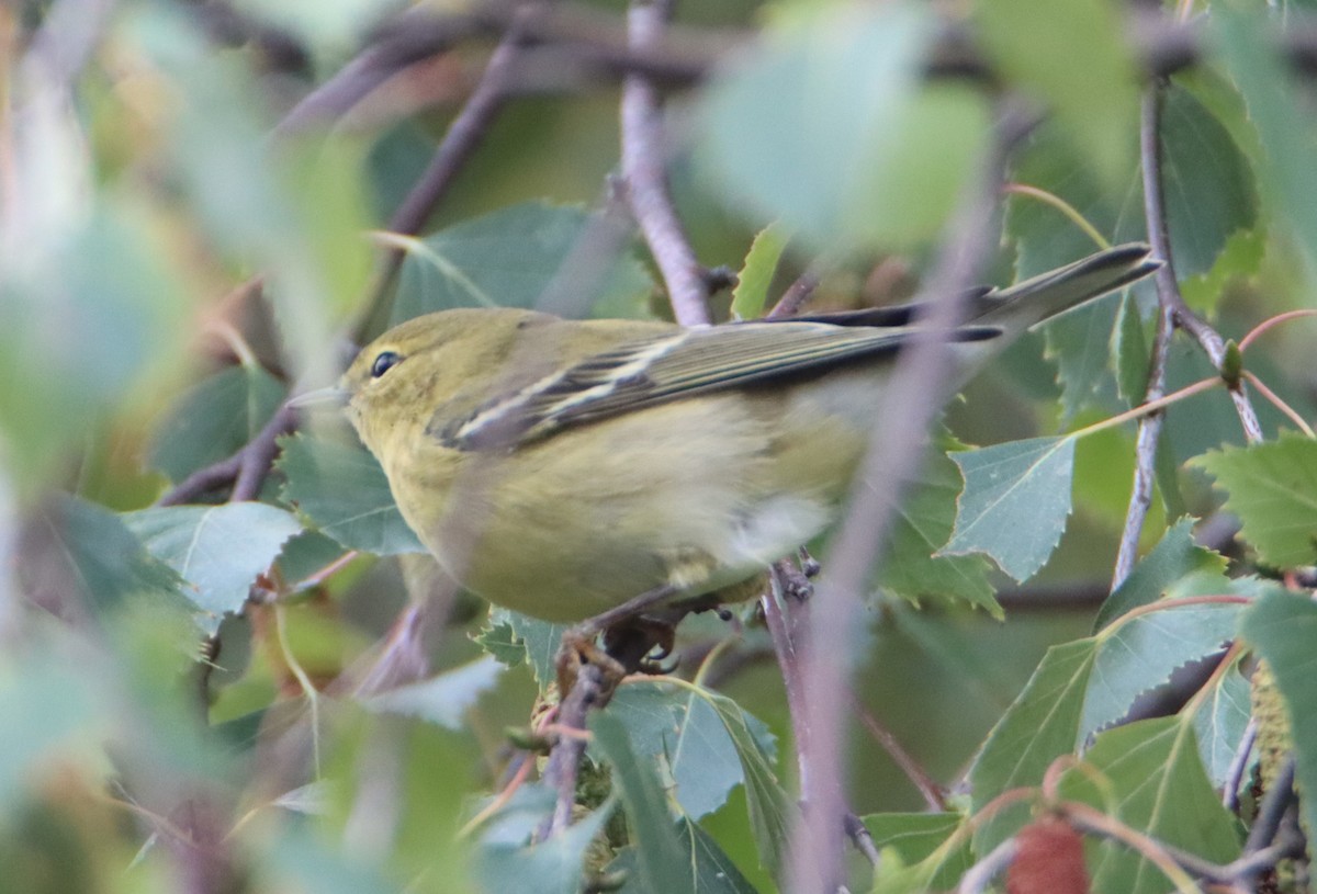 Blackpoll Warbler - ML608711916
