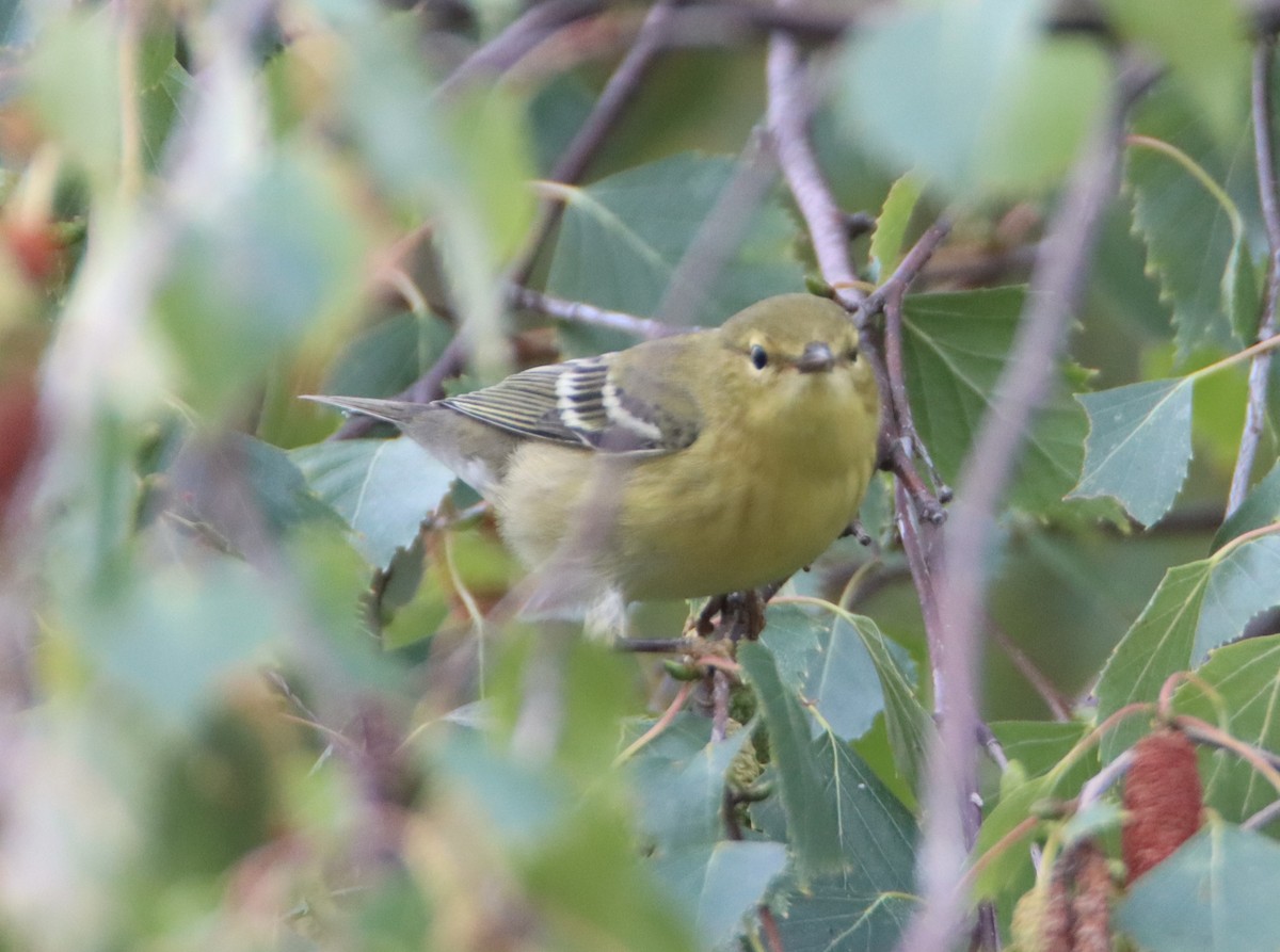 Blackpoll Warbler - ML608711937