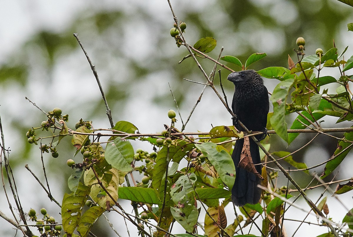 Smooth-billed Ani - Nick Hamatake