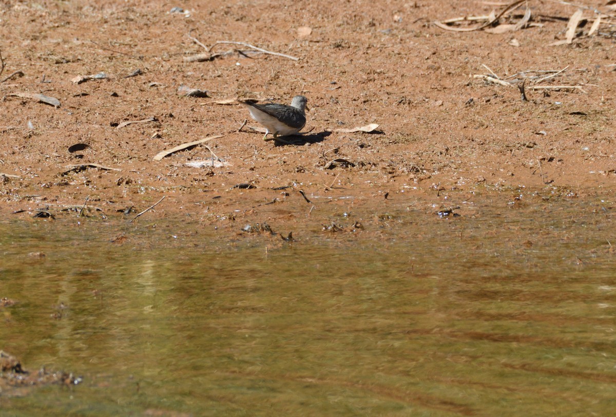 Common Sandpiper - alan john