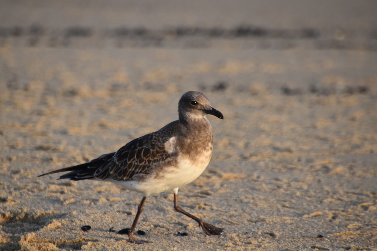 Laughing Gull - ML608712106