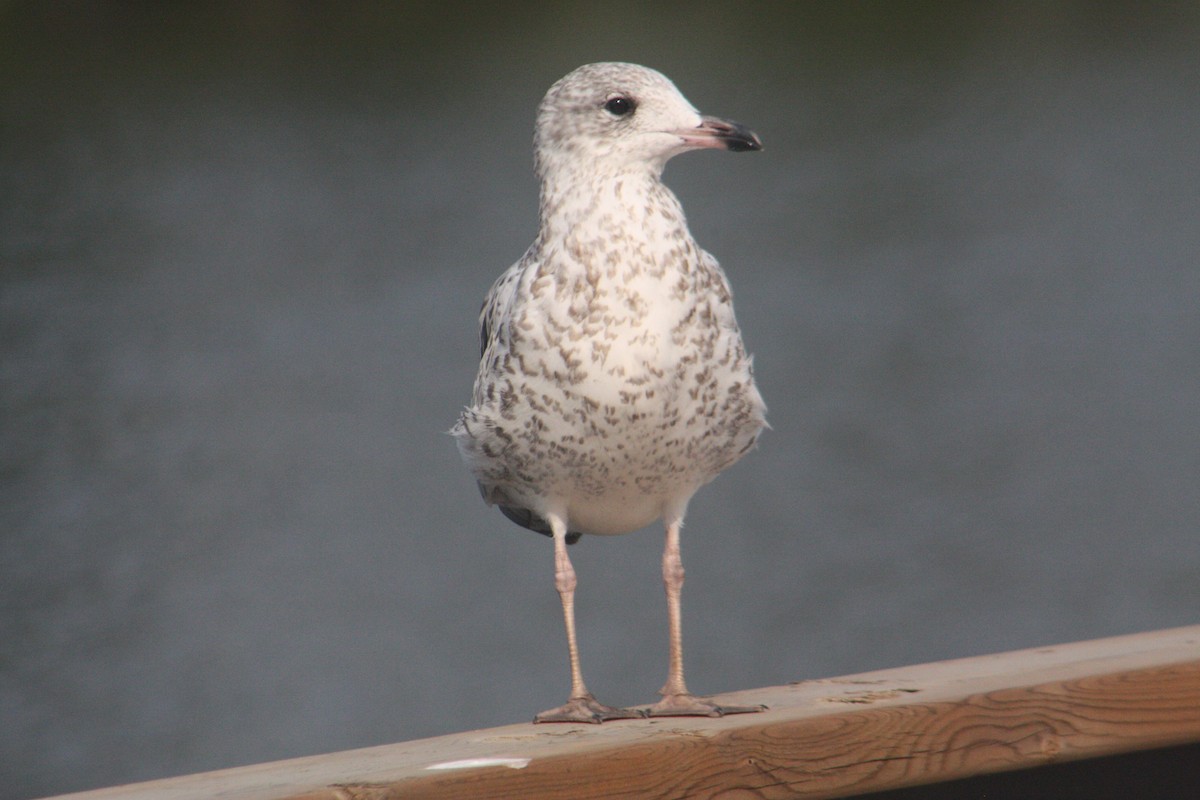 Gaviota de Delaware - ML608712174