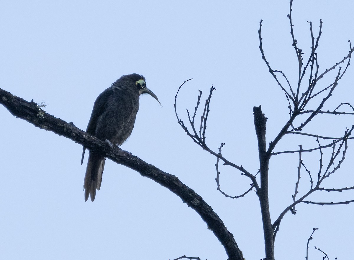 Yellow-browed Melidectes - Anne Heyerly