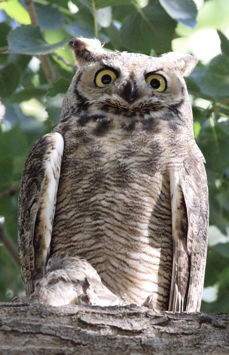 Great Horned Owl - Charles Carn