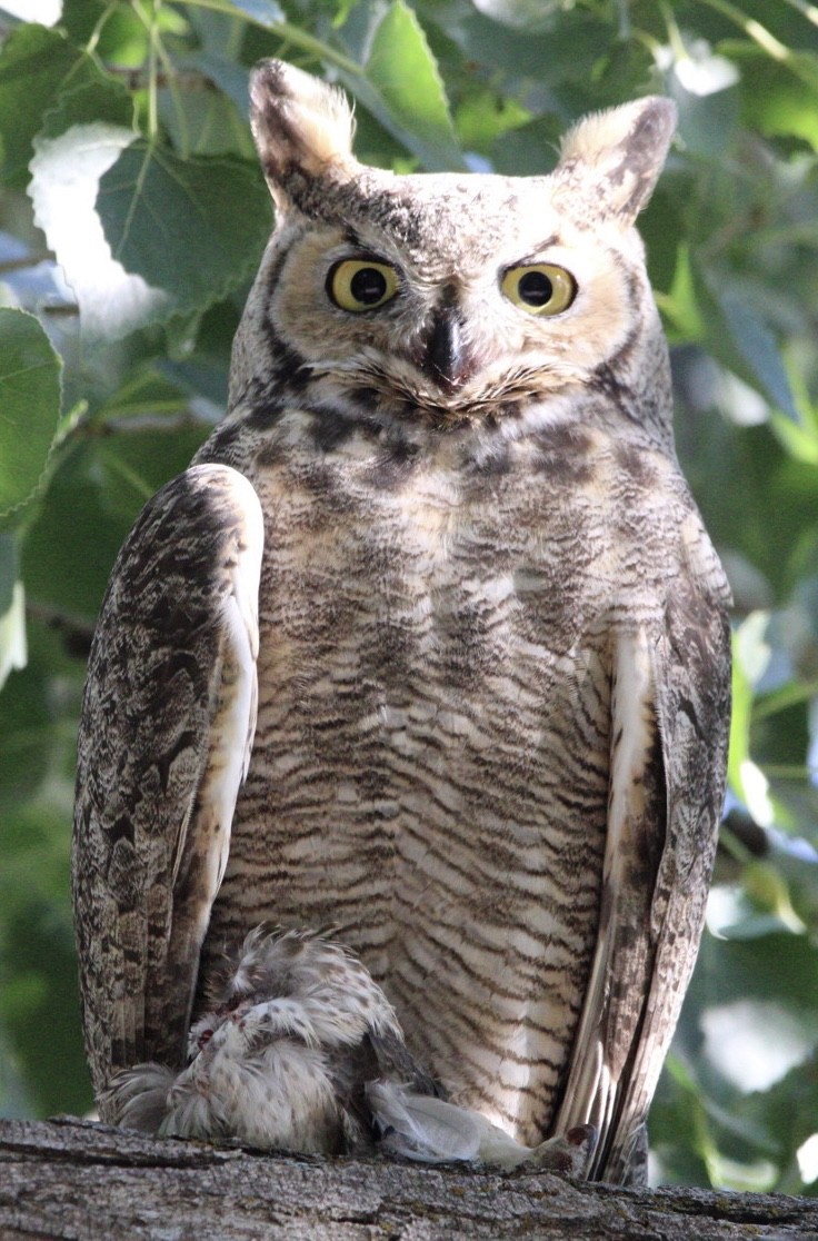 Great Horned Owl - ML608712291