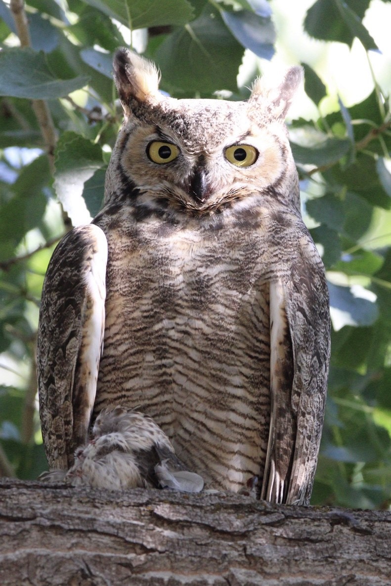 Great Horned Owl - ML608712292