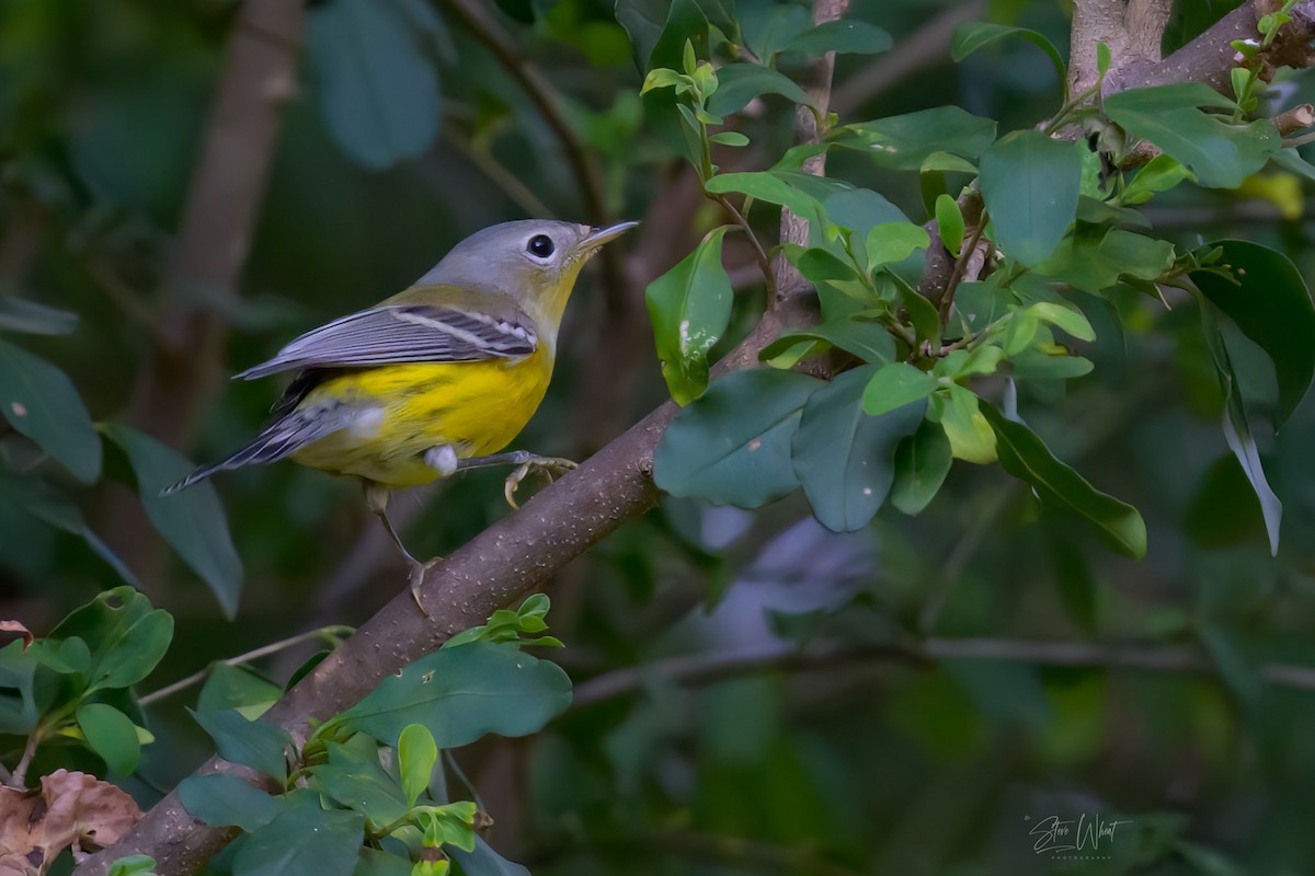 Magnolia Warbler - ML608712322