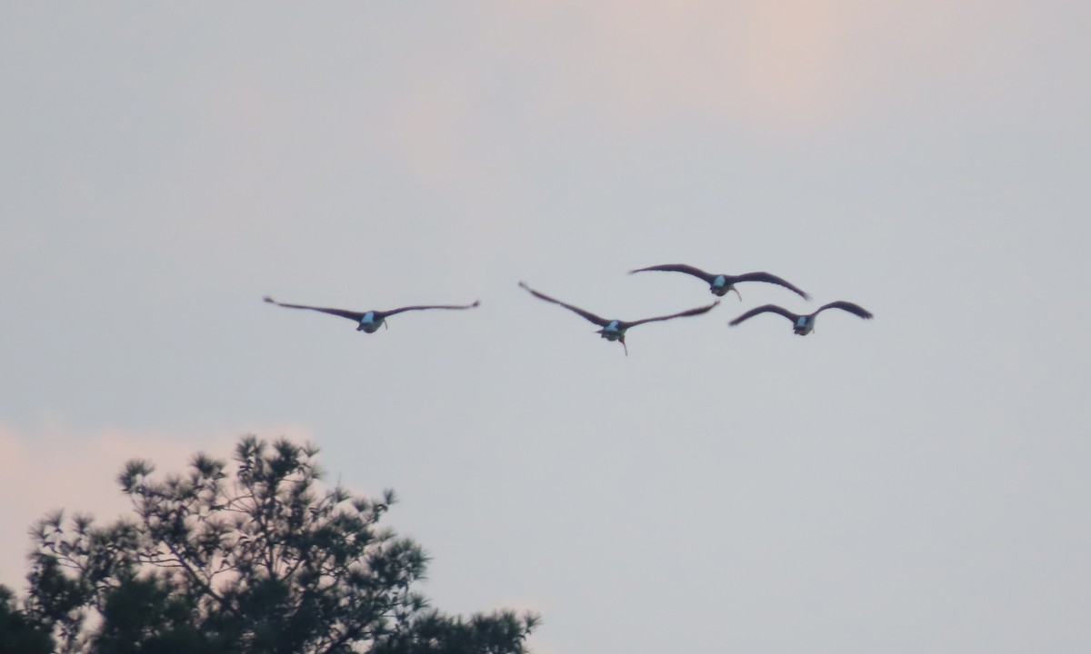 White Ibis - ML608712368