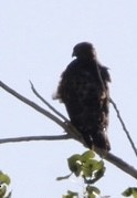 Golden Eagle - ML608712372