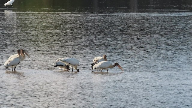 Wood Stork - ML608712374